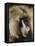 Olive Baboon, Samburu National Reserve, Kenya, East Africa, Africa-James Hager-Framed Premier Image Canvas