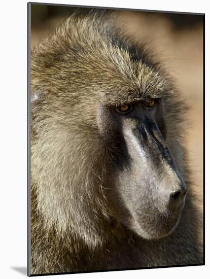 Olive Baboon, Samburu National Reserve, Kenya, East Africa, Africa-James Hager-Mounted Photographic Print