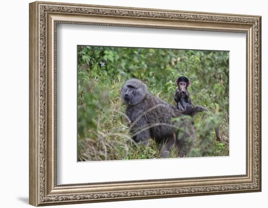 Olive baboon with baby on back (Papio anubis), Arusha National Park, Tanzania, East Africa, Africa-Ashley Morgan-Framed Photographic Print