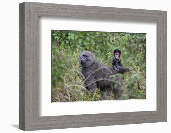 Olive baboon with baby on back (Papio anubis), Arusha National Park, Tanzania, East Africa, Africa-Ashley Morgan-Framed Photographic Print