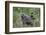 Olive baboon with baby on back (Papio anubis), Arusha National Park, Tanzania, East Africa, Africa-Ashley Morgan-Framed Photographic Print