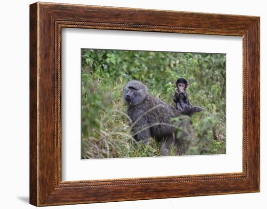 Olive baboon with baby on back (Papio anubis), Arusha National Park, Tanzania, East Africa, Africa-Ashley Morgan-Framed Photographic Print