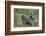 Olive baboon with baby on back (Papio anubis), Arusha National Park, Tanzania, East Africa, Africa-Ashley Morgan-Framed Photographic Print