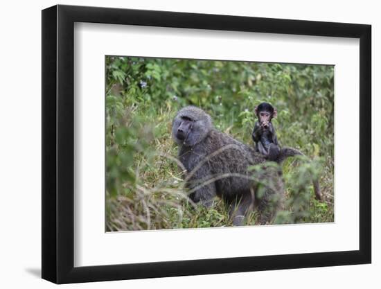 Olive baboon with baby on back (Papio anubis), Arusha National Park, Tanzania, East Africa, Africa-Ashley Morgan-Framed Photographic Print