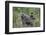 Olive baboon with baby on back (Papio anubis), Arusha National Park, Tanzania, East Africa, Africa-Ashley Morgan-Framed Photographic Print