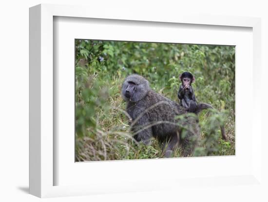 Olive baboon with baby on back (Papio anubis), Arusha National Park, Tanzania, East Africa, Africa-Ashley Morgan-Framed Photographic Print