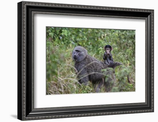 Olive baboon with baby on back (Papio anubis), Arusha National Park, Tanzania, East Africa, Africa-Ashley Morgan-Framed Photographic Print