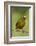 Olive-Backed Euphonia-Mary Ann McDonald-Framed Photographic Print