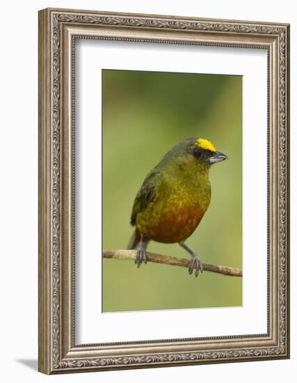 Olive-Backed Euphonia-Mary Ann McDonald-Framed Photographic Print