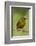 Olive-Backed Euphonia-Mary Ann McDonald-Framed Photographic Print