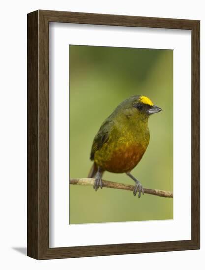 Olive-Backed Euphonia-Mary Ann McDonald-Framed Photographic Print