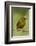 Olive-Backed Euphonia-Mary Ann McDonald-Framed Photographic Print