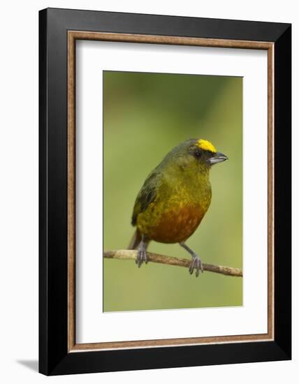 Olive-Backed Euphonia-Mary Ann McDonald-Framed Photographic Print