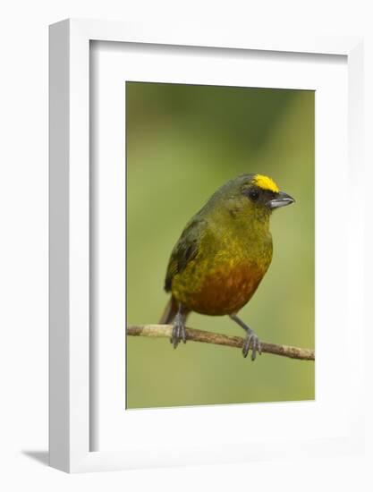 Olive-Backed Euphonia-Mary Ann McDonald-Framed Photographic Print