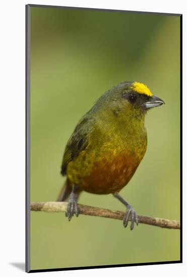 Olive-Backed Euphonia-Mary Ann McDonald-Mounted Photographic Print