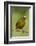 Olive-Backed Euphonia-Mary Ann McDonald-Framed Photographic Print