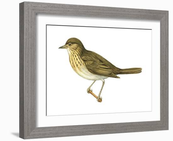 Olive-Backed Thrush (Catharus Ustulatus), Birds-Encyclopaedia Britannica-Framed Art Print