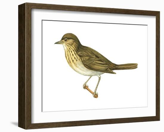 Olive-Backed Thrush (Catharus Ustulatus), Birds-Encyclopaedia Britannica-Framed Art Print