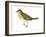 Olive-Backed Thrush (Catharus Ustulatus), Birds-Encyclopaedia Britannica-Framed Art Print