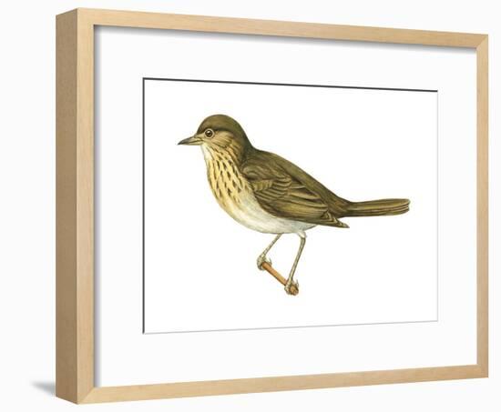 Olive-Backed Thrush (Catharus Ustulatus), Birds-Encyclopaedia Britannica-Framed Art Print