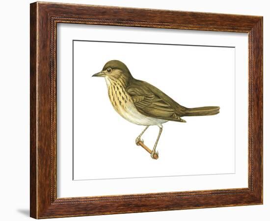 Olive-Backed Thrush (Catharus Ustulatus), Birds-Encyclopaedia Britannica-Framed Art Print