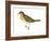 Olive-Backed Thrush (Catharus Ustulatus), Birds-Encyclopaedia Britannica-Framed Art Print