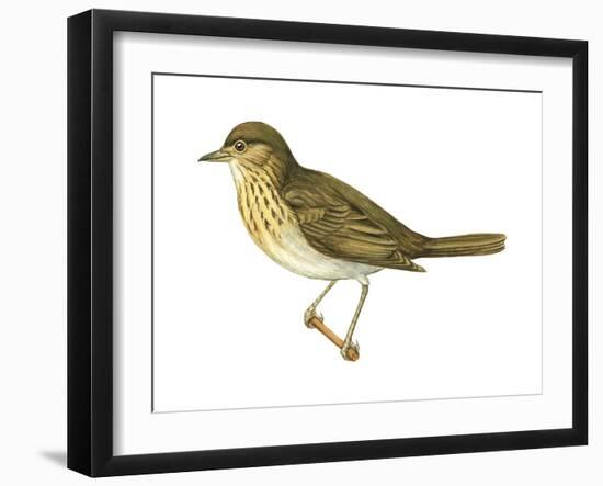 Olive-Backed Thrush (Catharus Ustulatus), Birds-Encyclopaedia Britannica-Framed Art Print