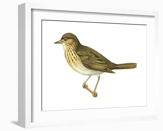 Olive-Backed Thrush (Catharus Ustulatus), Birds-Encyclopaedia Britannica-Framed Art Print