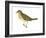 Olive-Backed Thrush (Catharus Ustulatus), Birds-Encyclopaedia Britannica-Framed Art Print