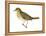 Olive-Backed Thrush (Catharus Ustulatus), Birds-Encyclopaedia Britannica-Framed Stretched Canvas