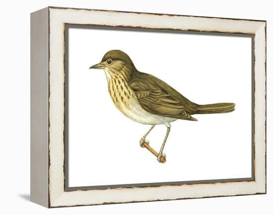 Olive-Backed Thrush (Catharus Ustulatus), Birds-Encyclopaedia Britannica-Framed Stretched Canvas