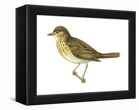 Olive-Backed Thrush (Catharus Ustulatus), Birds-Encyclopaedia Britannica-Framed Stretched Canvas