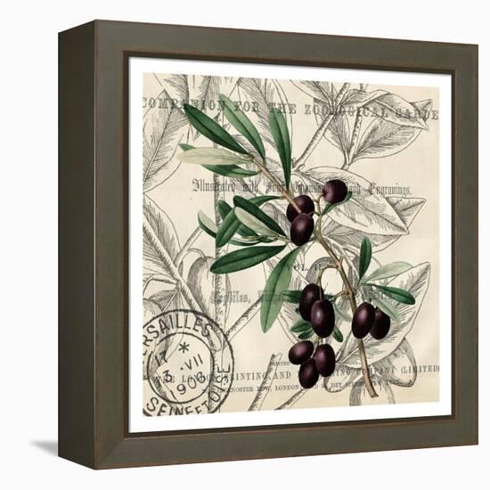 Olive Branch 2-Kimberly Allen-Framed Stretched Canvas