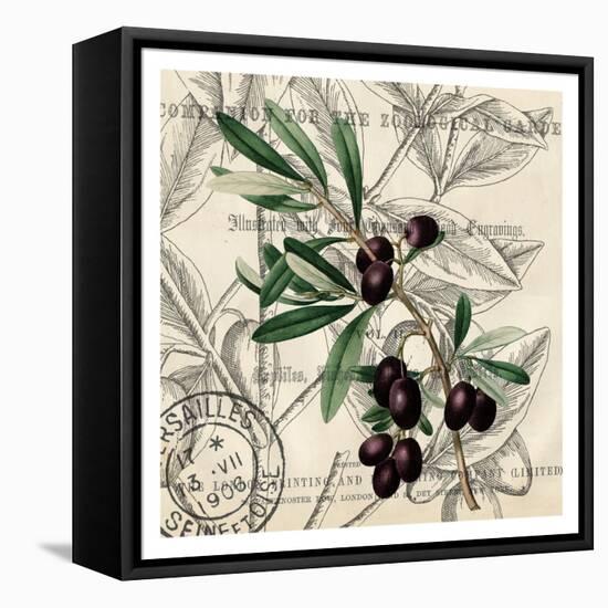 Olive Branch 2-Kimberly Allen-Framed Stretched Canvas