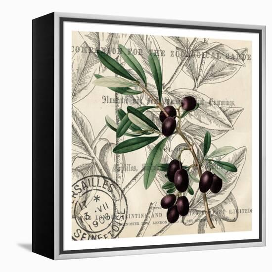 Olive Branch 2-Kimberly Allen-Framed Stretched Canvas