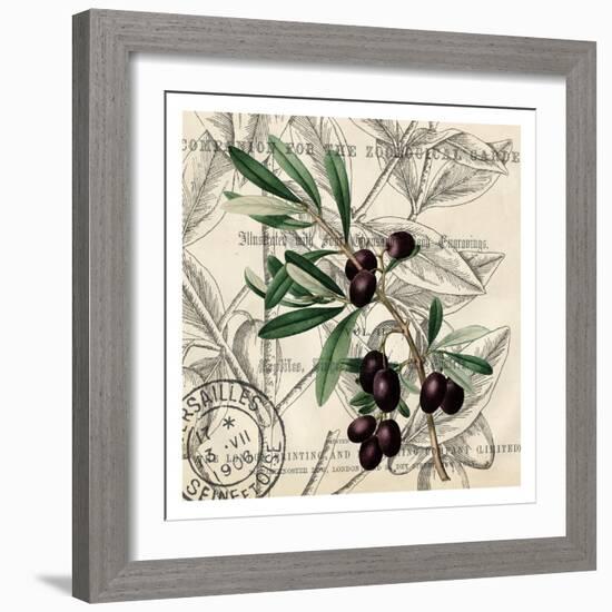 Olive Branch 2-Kimberly Allen-Framed Art Print