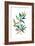 Olive Branch II-Asia Jensen-Framed Art Print