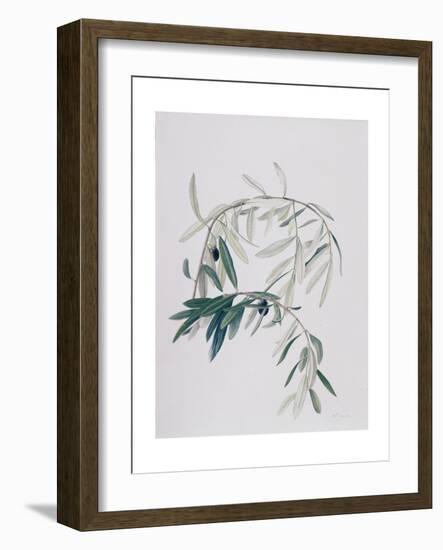 Olive Branches, 1998-Rebecca John-Framed Giclee Print