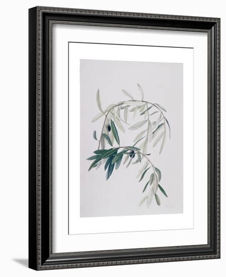 Olive Branches, 1998-Rebecca John-Framed Giclee Print
