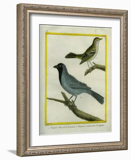 Olive-Green Tanager and Black-Chinned Antbird-Georges-Louis Buffon-Framed Giclee Print