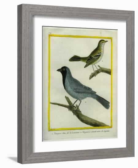 Olive-Green Tanager and Black-Chinned Antbird-Georges-Louis Buffon-Framed Giclee Print