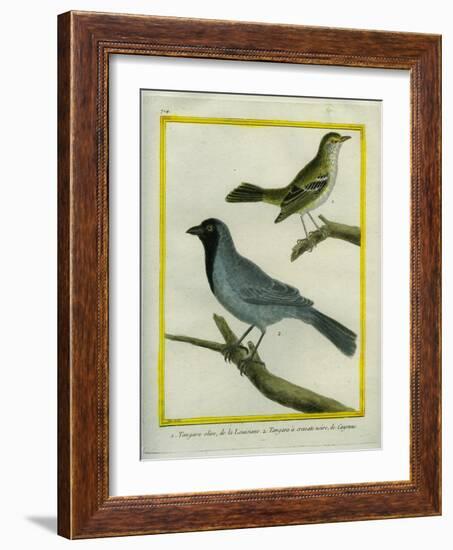 Olive-Green Tanager and Black-Chinned Antbird-Georges-Louis Buffon-Framed Giclee Print