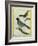 Olive-Green Tanager and Black-Chinned Antbird-Georges-Louis Buffon-Framed Giclee Print