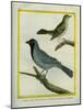 Olive-Green Tanager and Black-Chinned Antbird-Georges-Louis Buffon-Mounted Giclee Print