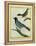Olive-Green Tanager and Black-Chinned Antbird-Georges-Louis Buffon-Framed Premier Image Canvas