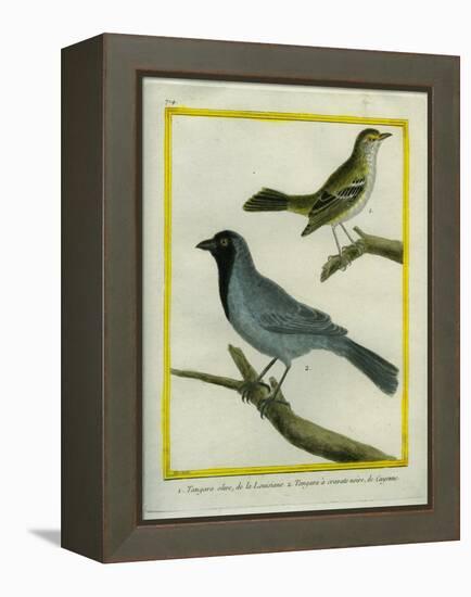 Olive-Green Tanager and Black-Chinned Antbird-Georges-Louis Buffon-Framed Premier Image Canvas