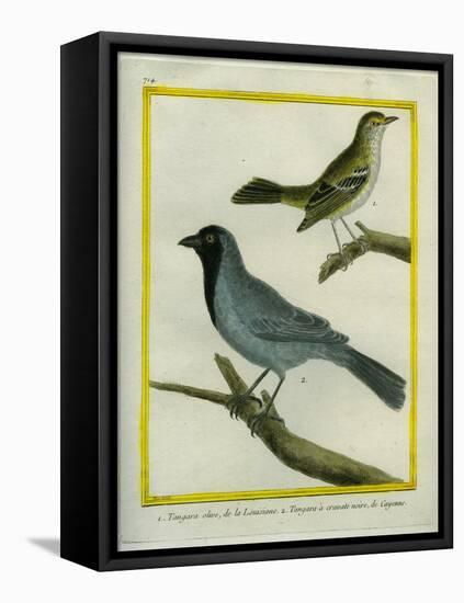 Olive-Green Tanager and Black-Chinned Antbird-Georges-Louis Buffon-Framed Premier Image Canvas