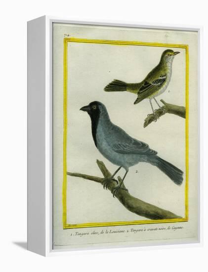 Olive-Green Tanager and Black-Chinned Antbird-Georges-Louis Buffon-Framed Premier Image Canvas
