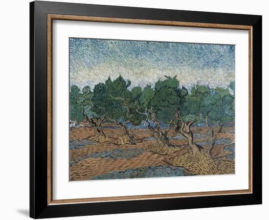 Olive Grove, 1889-Vincent van Gogh-Framed Giclee Print