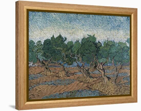 Olive Grove, 1889-Vincent van Gogh-Framed Premier Image Canvas